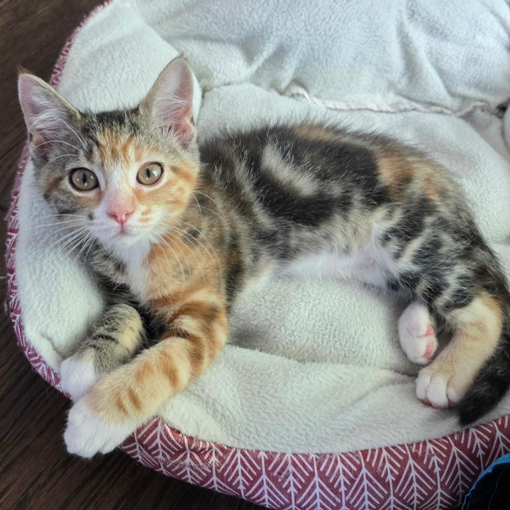 Feyre, Adoptable, Kitten Female Domestic Short Hair.