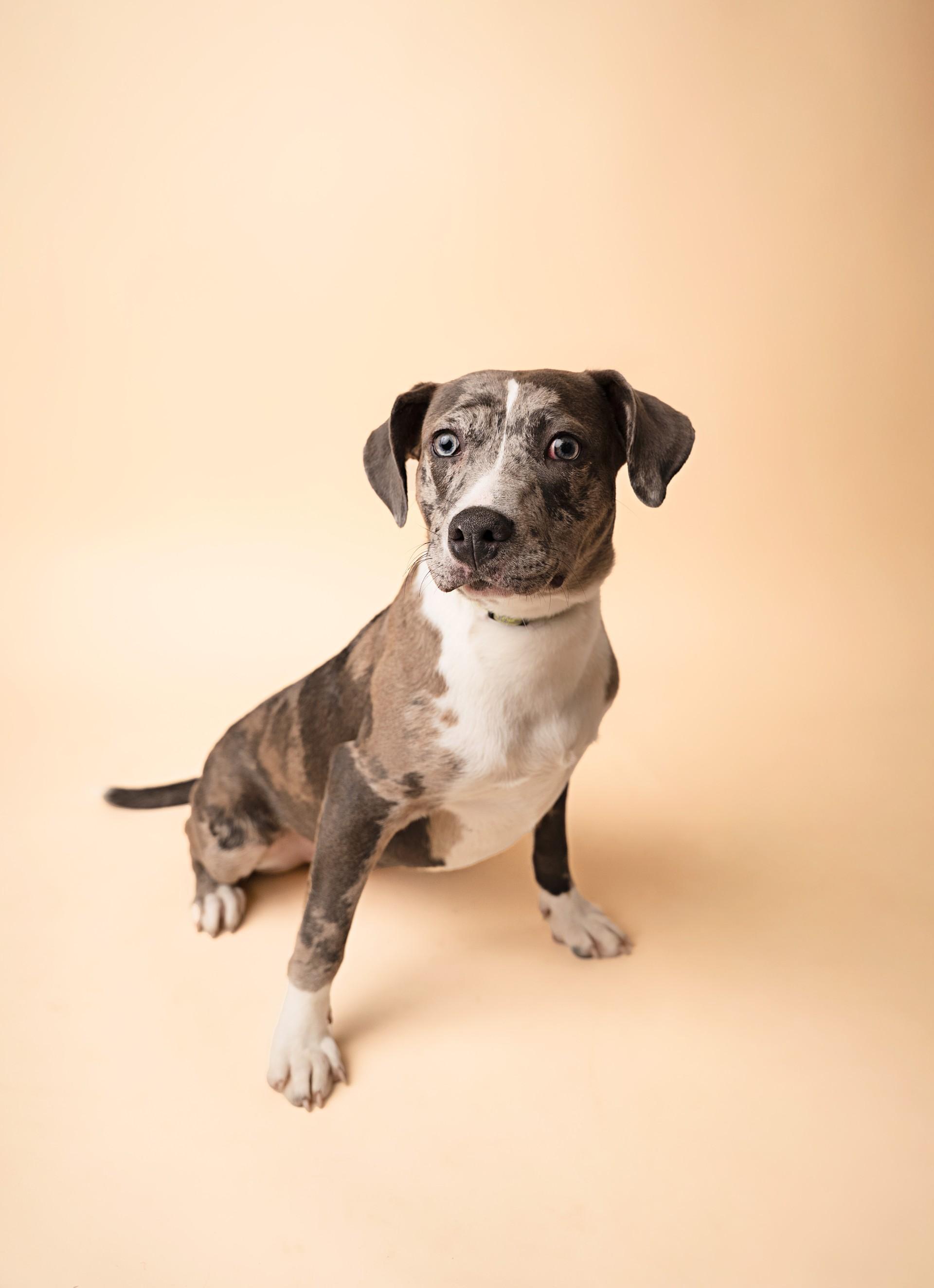 Enlarge Lavern and Shirley, a ADOPTABLE mixed breed in Lima, OH image 1/2