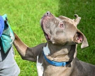 DA 17 Beauregard, Adoptable, Young Male American Bulldog & Terrier.