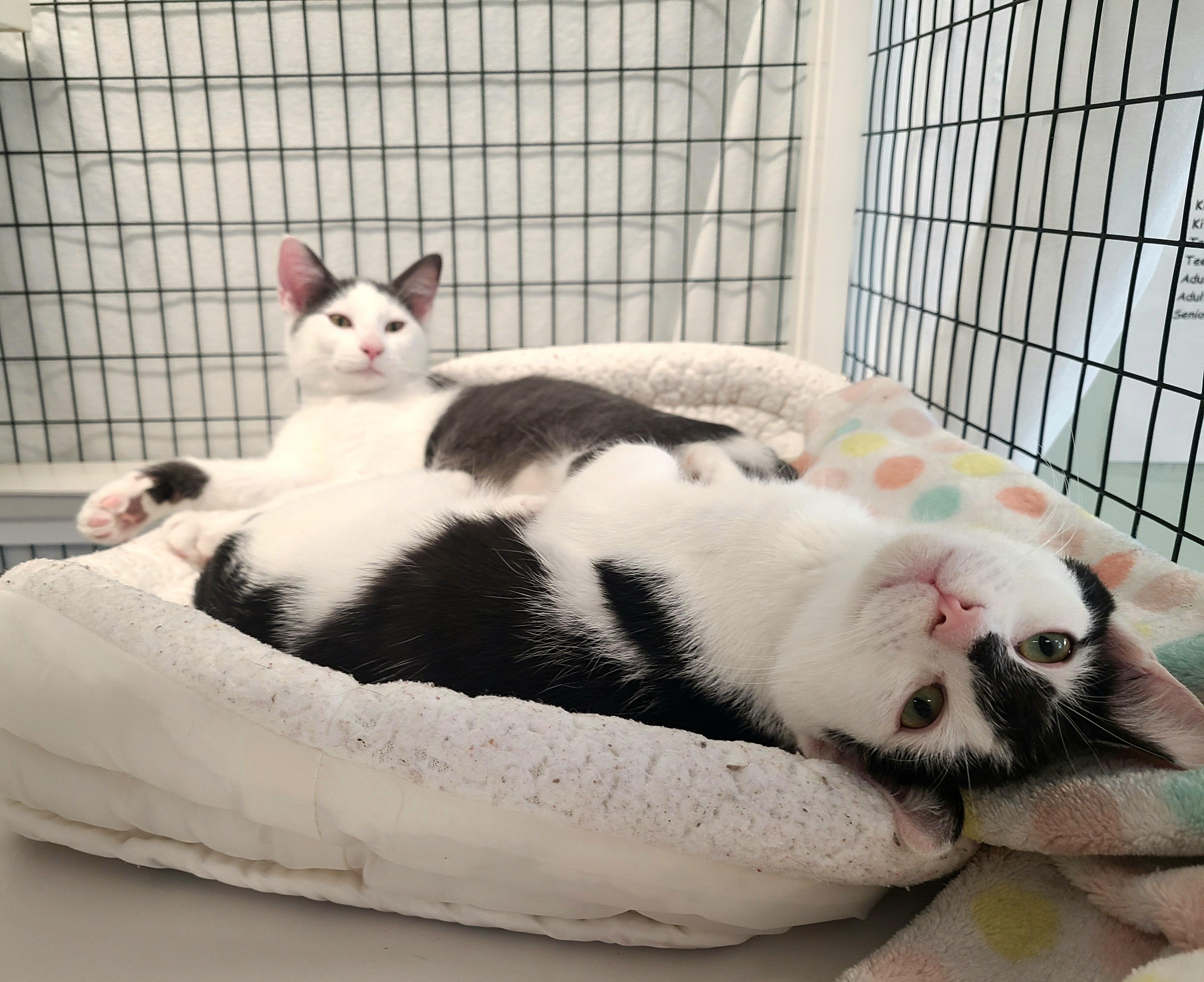 Hawthorne & Whitman, an adoptable Domestic Short Hair in Kirkland, WA image 2/2