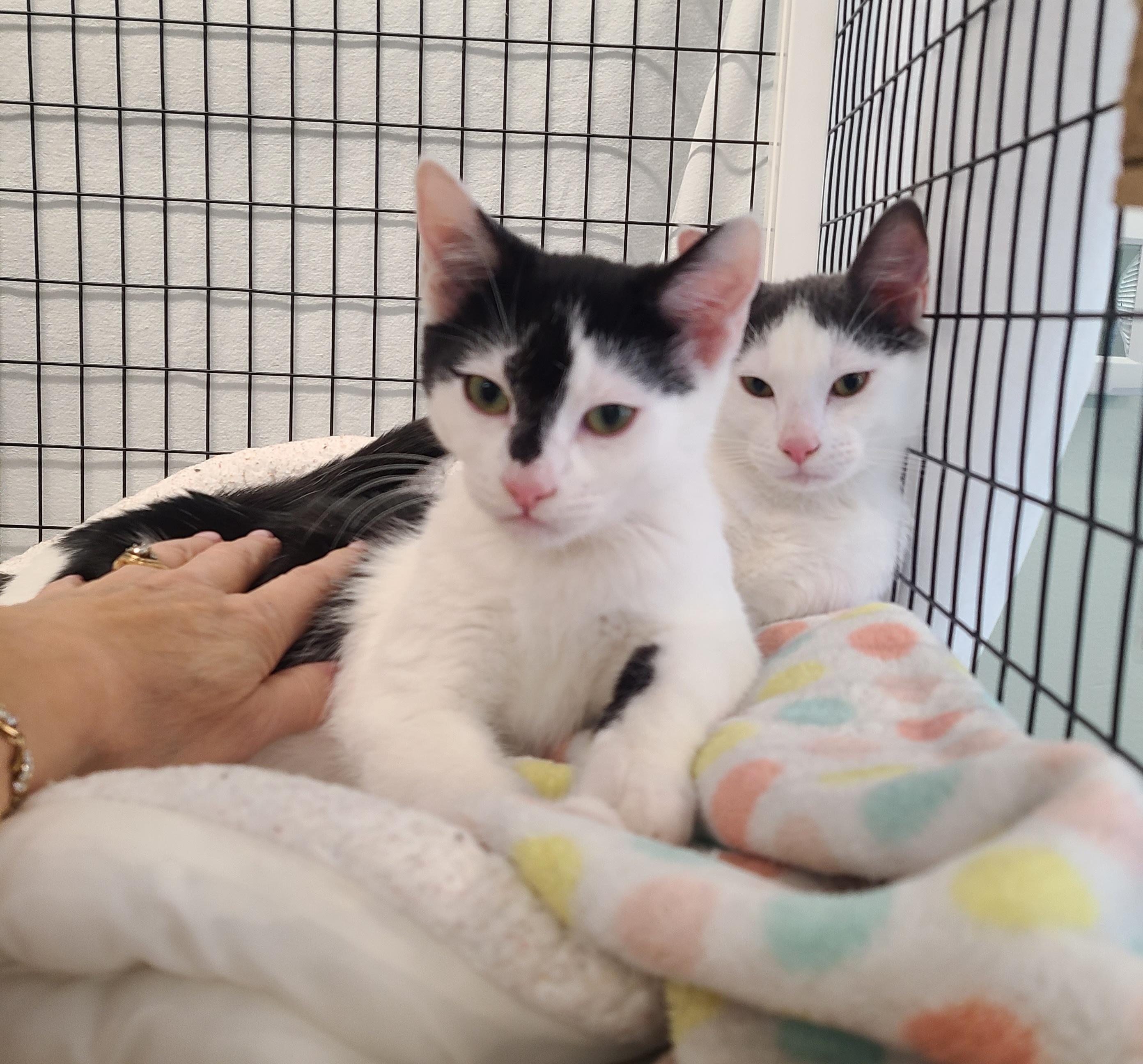 Hawthorne & Whitman, adoptable, Young Male Domestic Short Hair.
