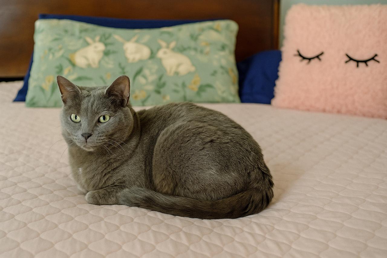 Shadow, a Adoptable Domestic Short Hair in Minneapolis, MN image 2/5