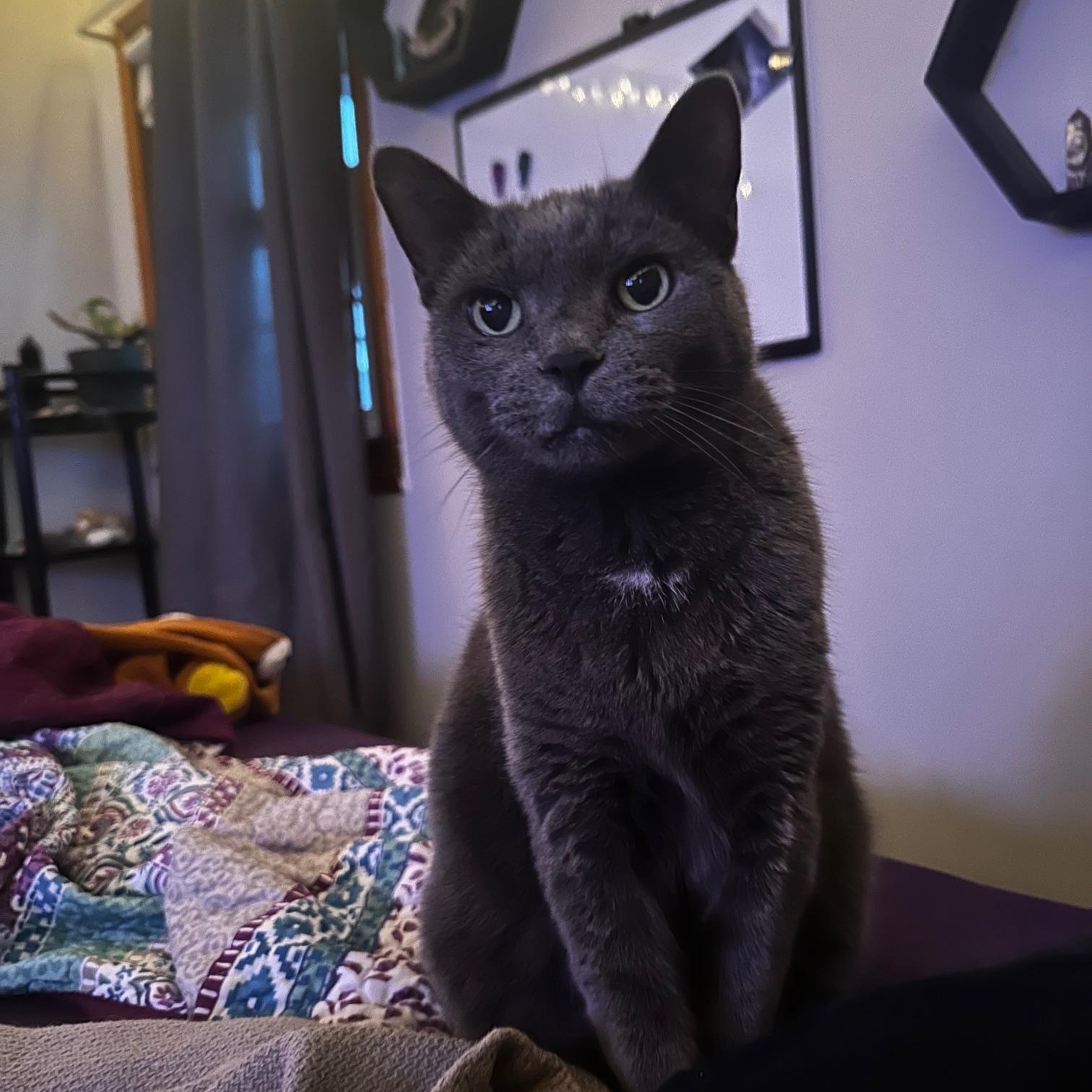 Shadow, a Adoptable Domestic Short Hair in Minneapolis, MN image 3/5