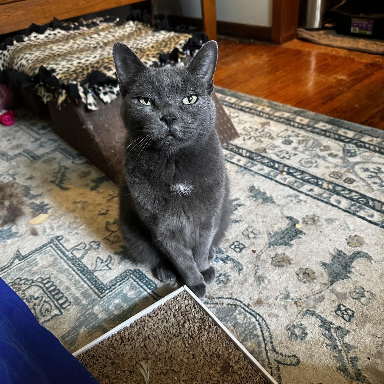 Shadow, Adoptable, Senior Female Domestic Short Hair.