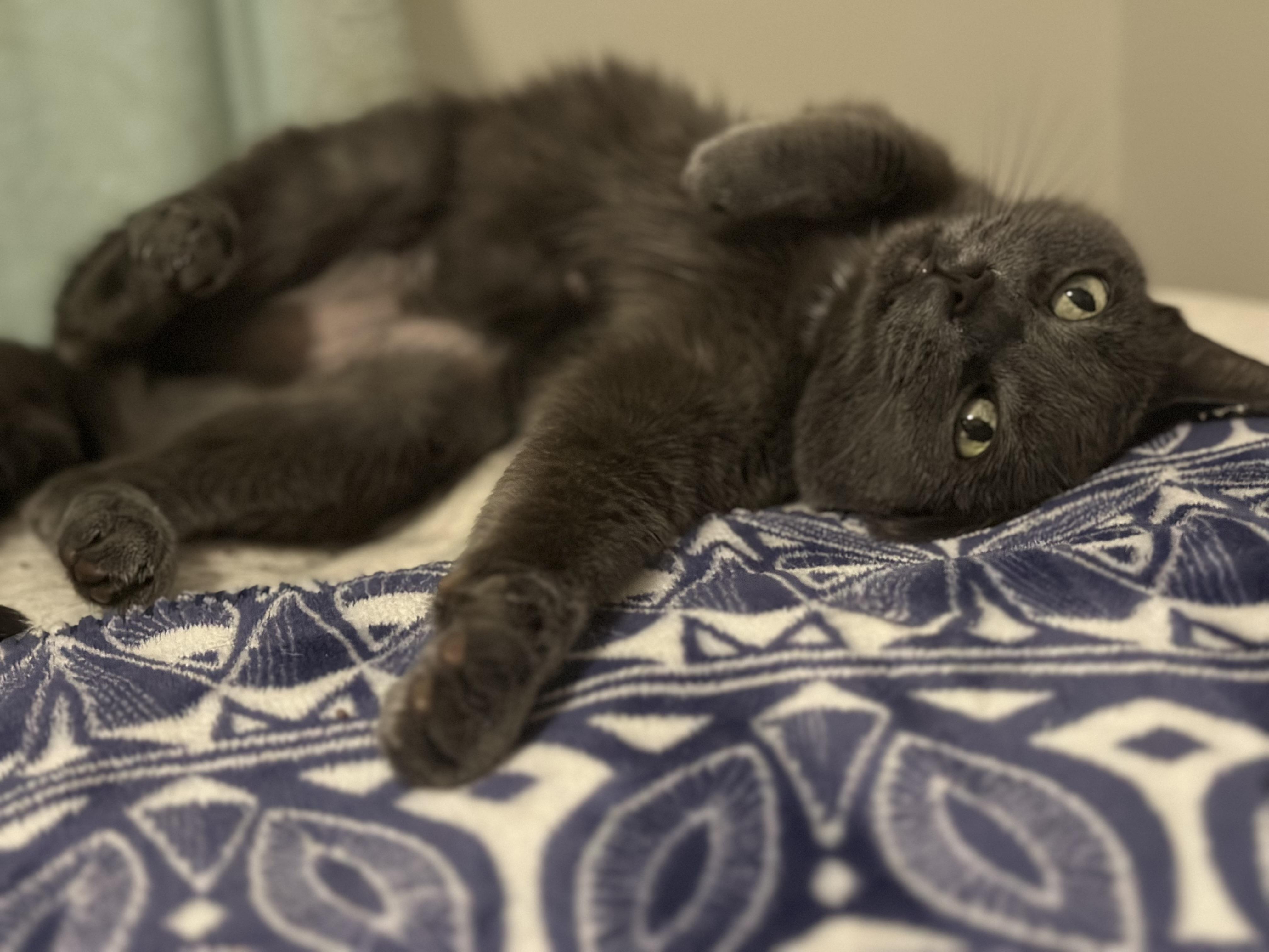 Shadow, a Adoptable Domestic Short Hair in Minneapolis, MN image 5/5