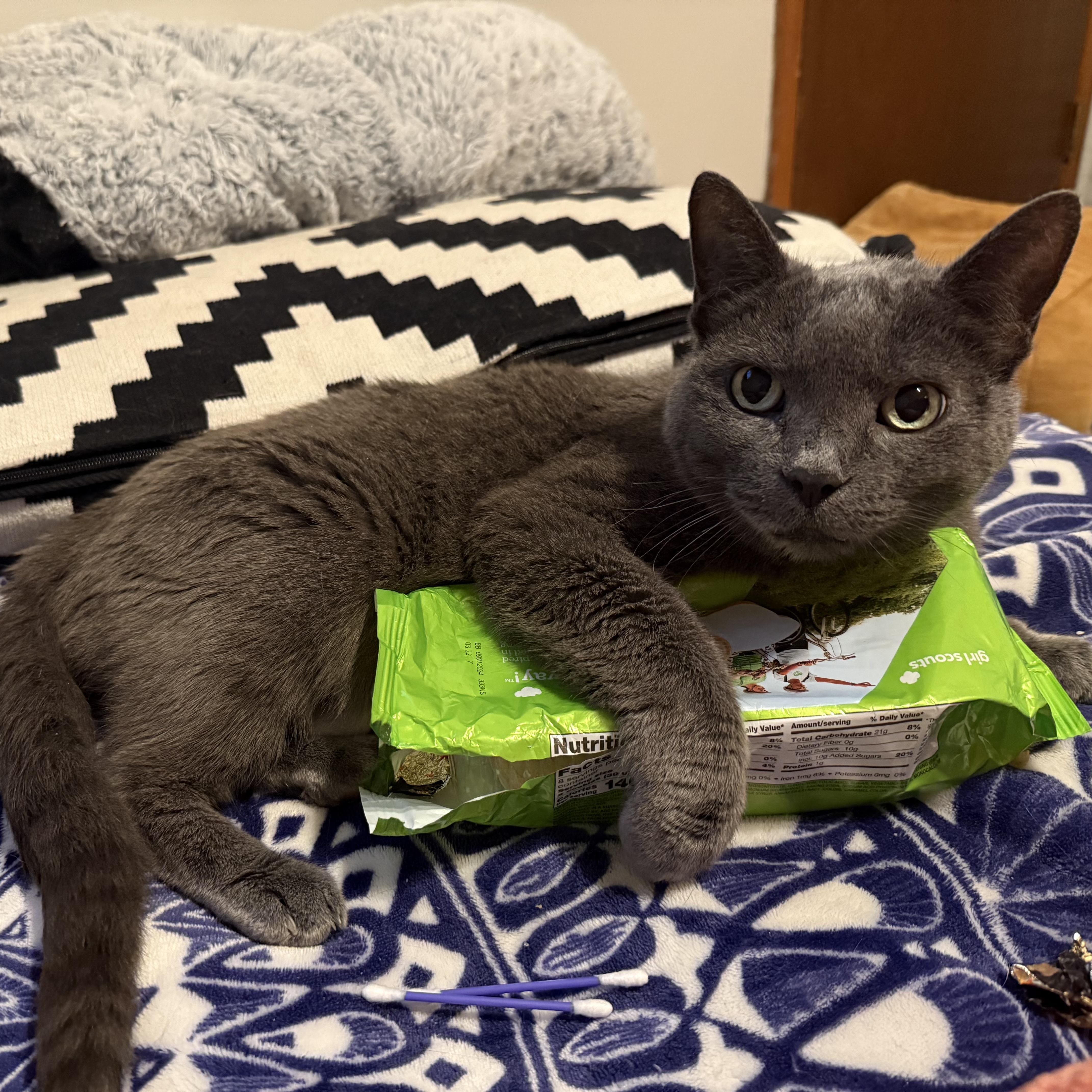 Shadow, a Adoptable Domestic Short Hair in Minneapolis, MN image 4/5