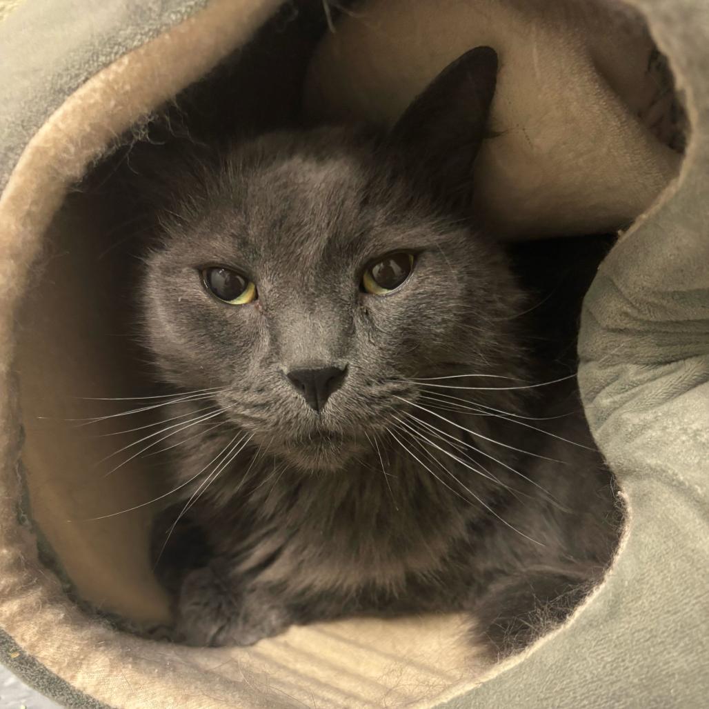 Edgar, Adoptable, Adult Male Domestic Long Hair.