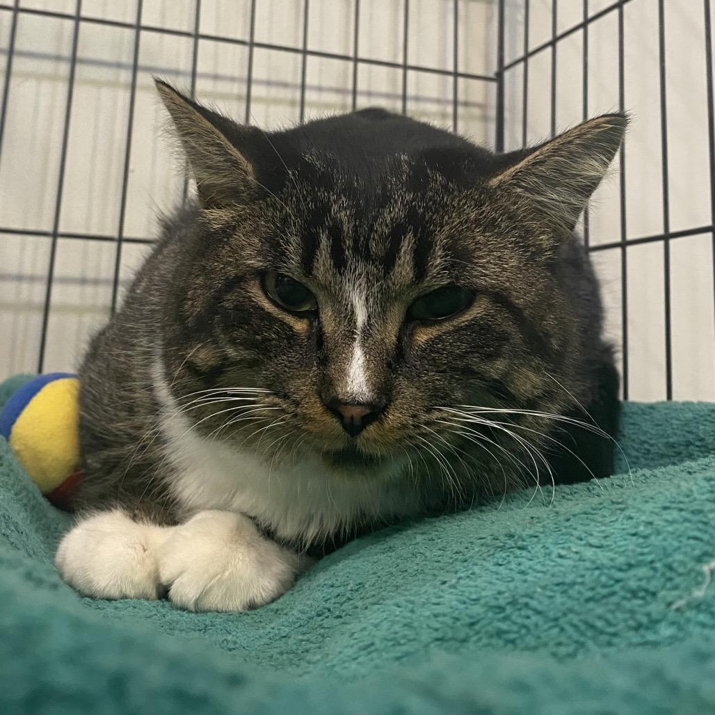 Enlarge Beau, a Adoptable Domestic Short Hair in Hamburg, NY image 1/2