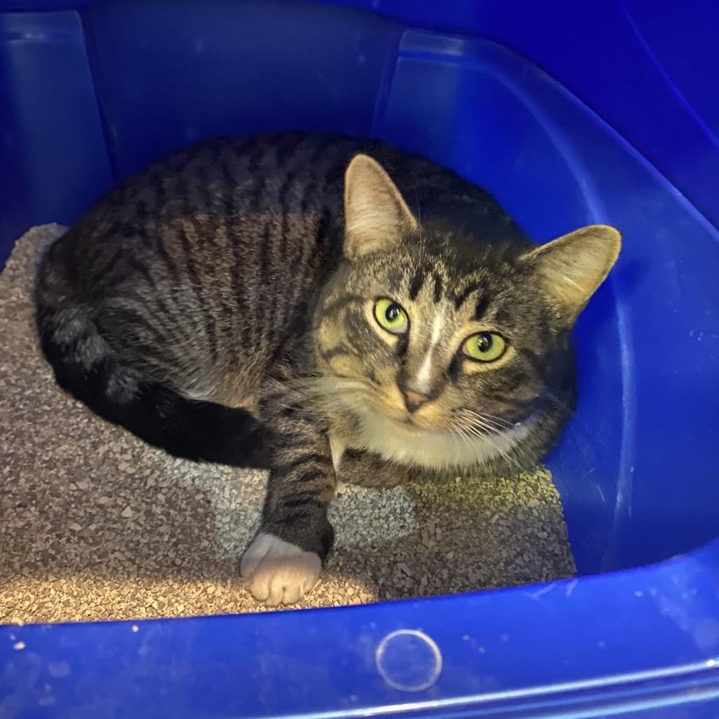 Enlarge Beau, a Adoptable Domestic Short Hair in Hamburg, NY image 2/2