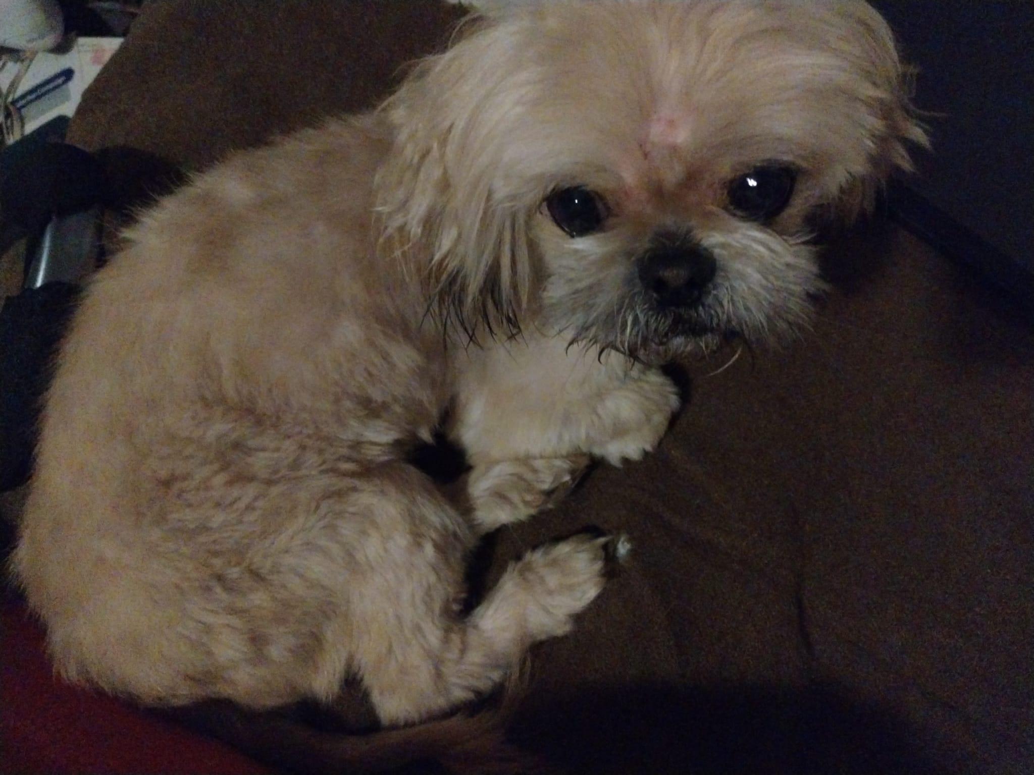 Enlarge Dolly, an adoptable Shih Tzu in Atlanta, GA image 1/1