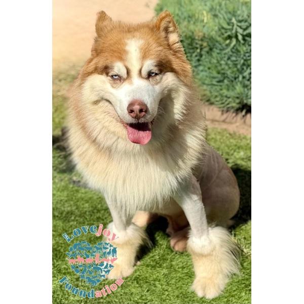 Enlarge Tuuka, a Adoptable mixed breed in Inglewood, CA image 1/2