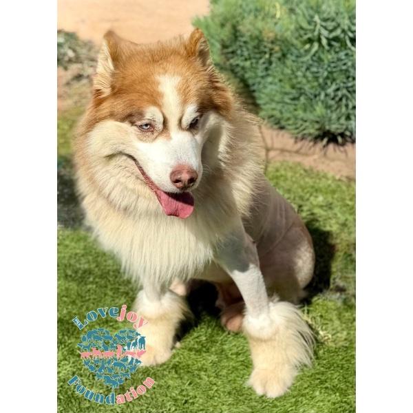 Enlarge Tuuka, a Adoptable mixed breed in Inglewood, CA image 2/2