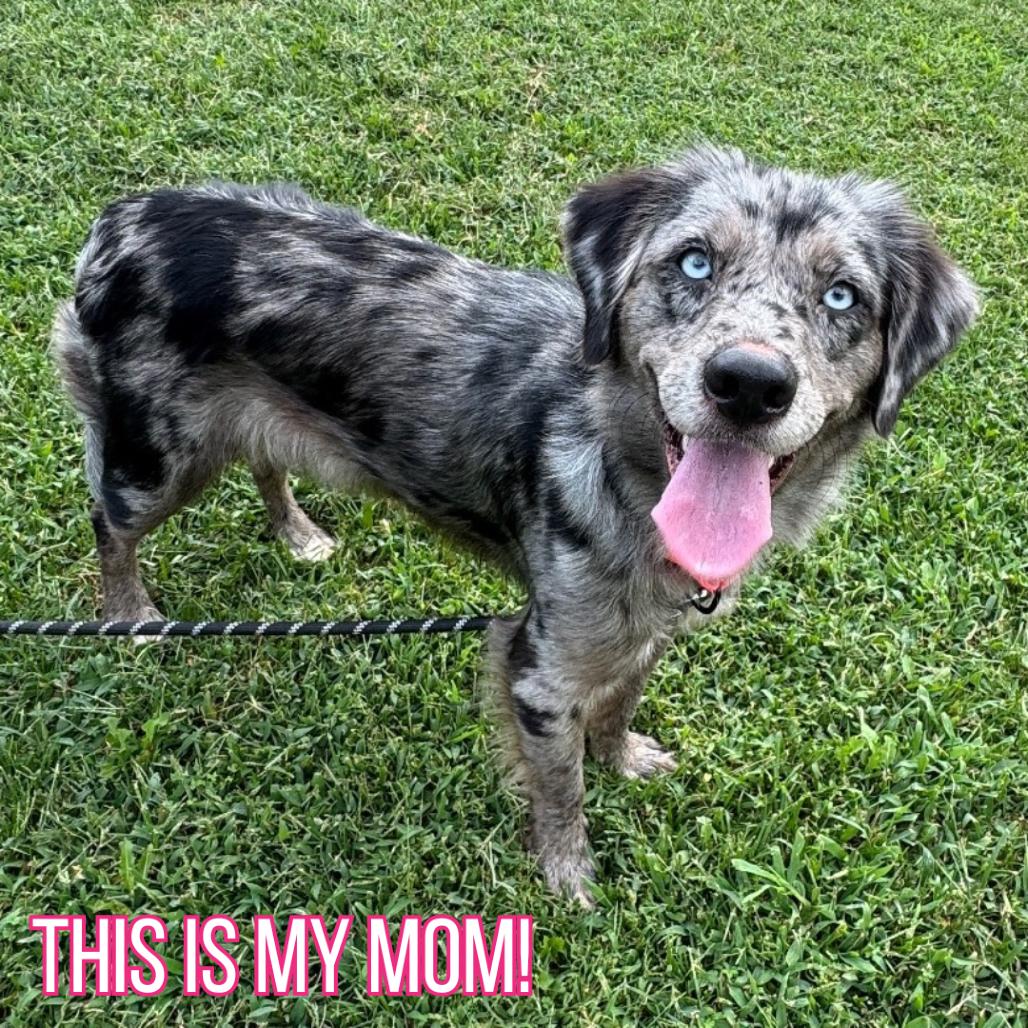 Nike, Adoptable, Young Male Australian Shepherd & Mixed Breed.