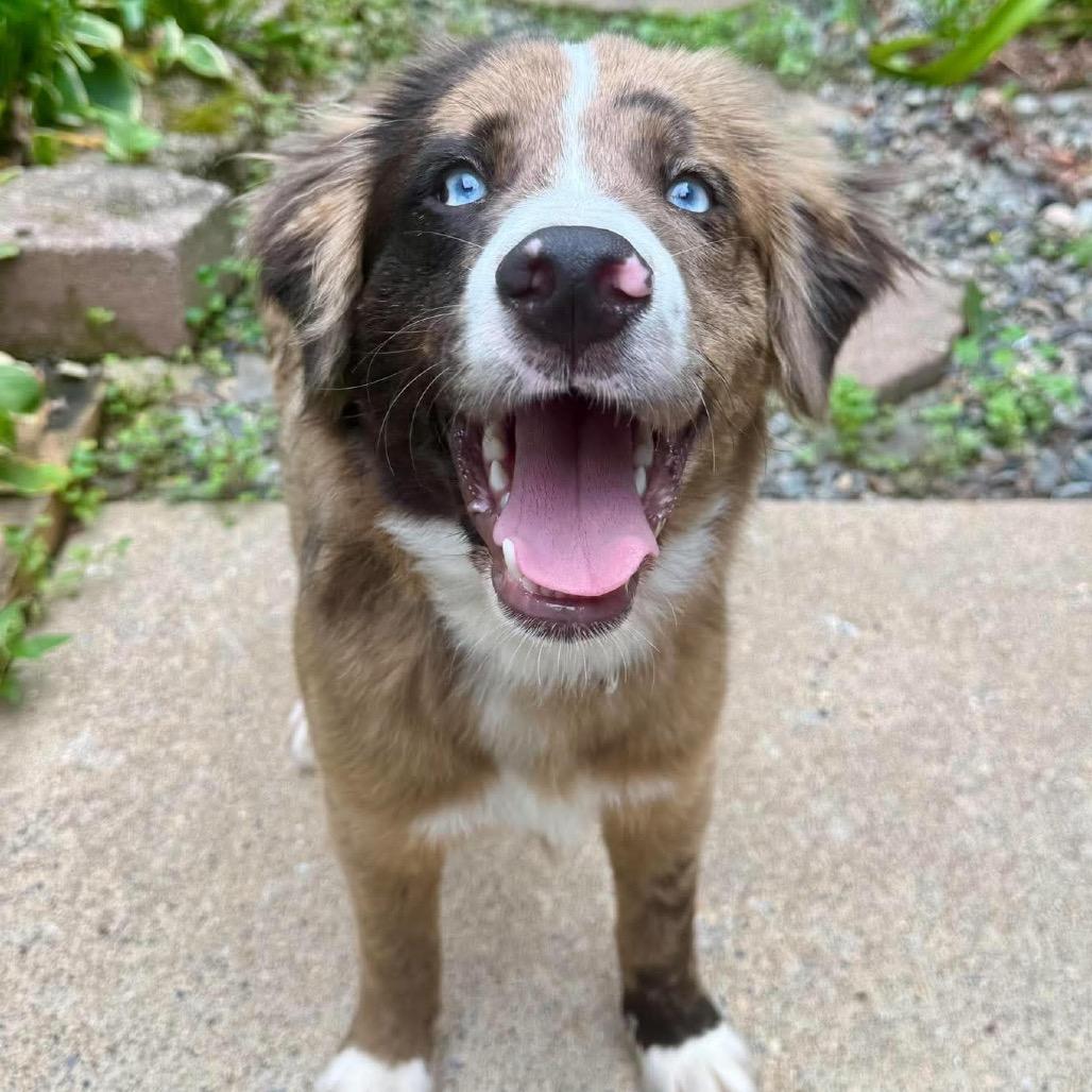 Enlarge Nike, a Adoptable mixed breed in Fredericksburg, VA image 2/6