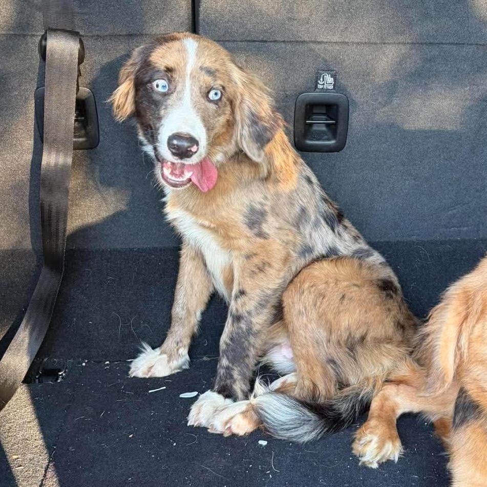 Enlarge Nike, a Adoptable mixed breed in Fredericksburg, VA image 5/6