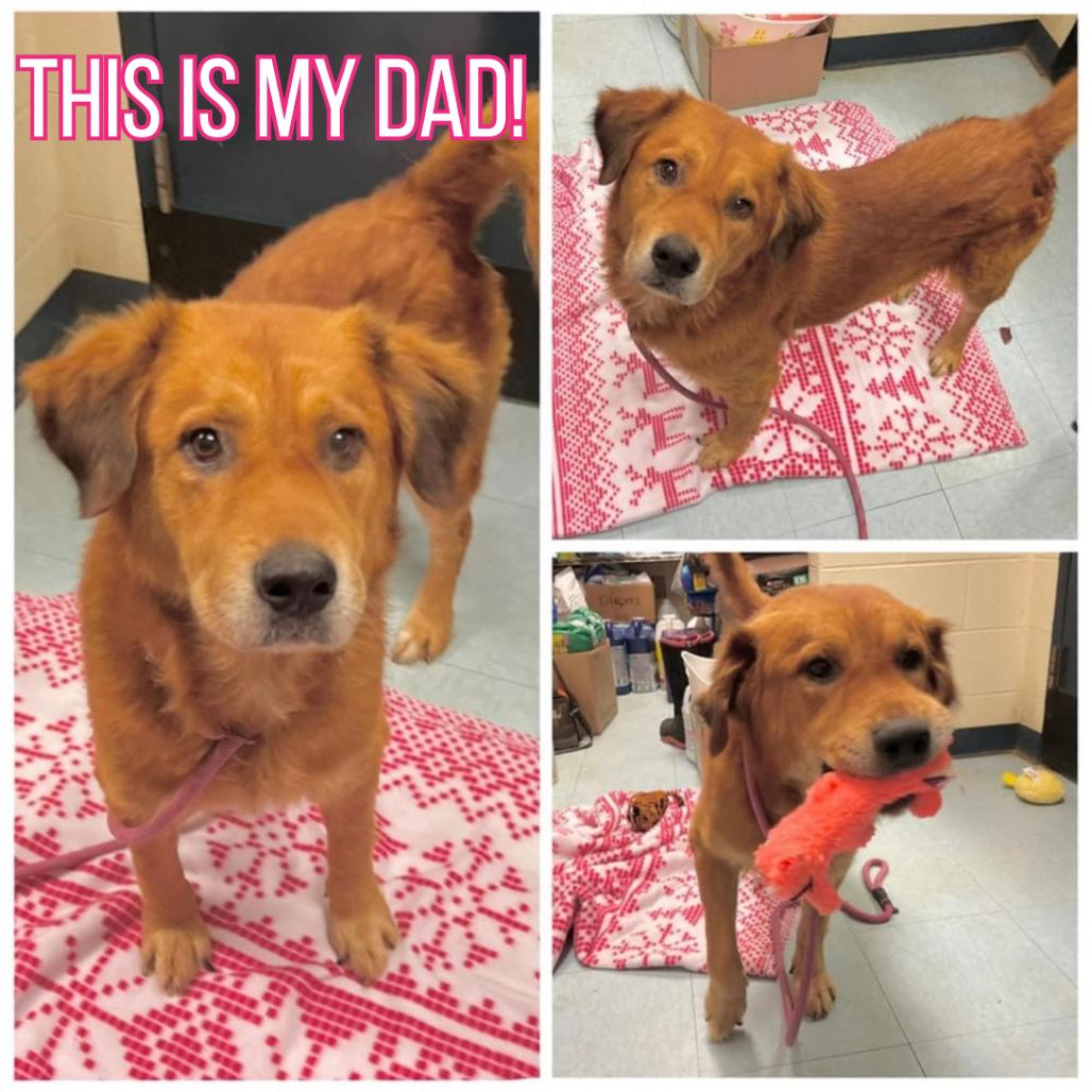 Enlarge Nike, a Adoptable mixed breed in Fredericksburg, VA image 6/6