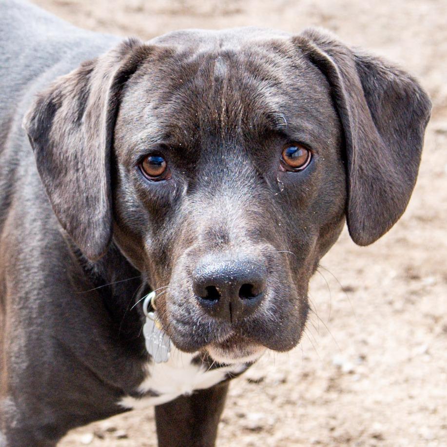 Enlarge Simon, a Adoptable Mixed Breed in Kennebunk, ME image 1/6