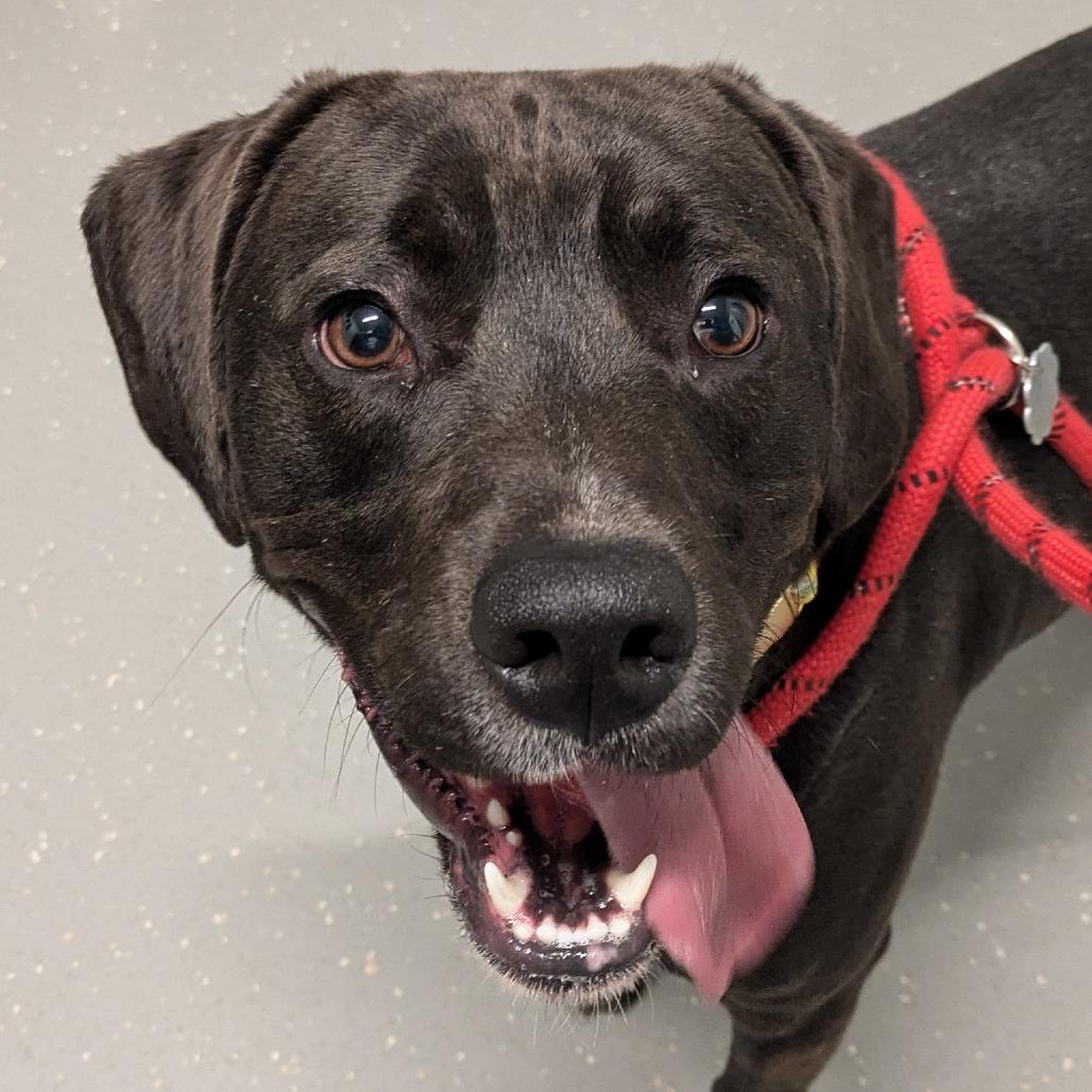 Enlarge Simon, a Adoptable Mixed Breed in Kennebunk, ME image 2/6