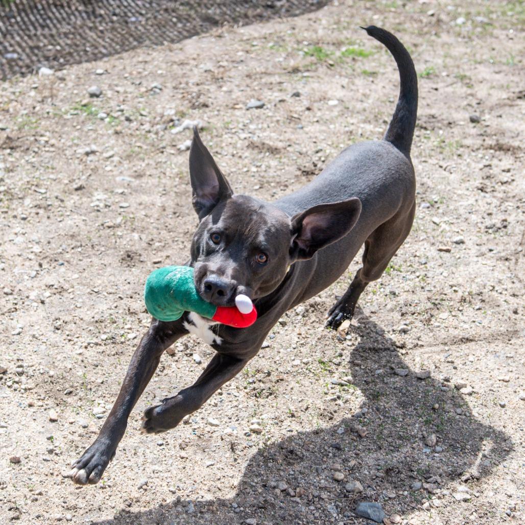 Enlarge Simon, a Adoptable Mixed Breed in Kennebunk, ME image 3/6