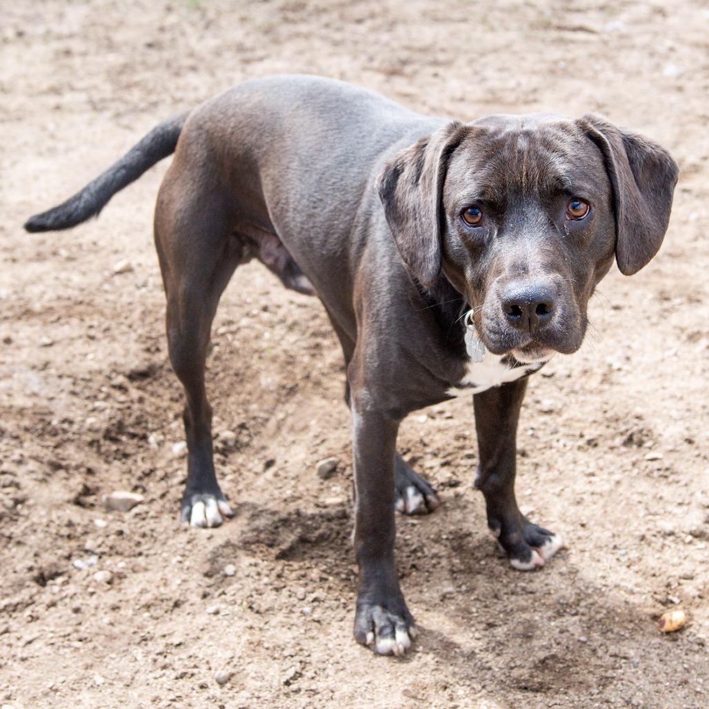 Enlarge Simon, a Adoptable Mixed Breed in Kennebunk, ME image 4/6