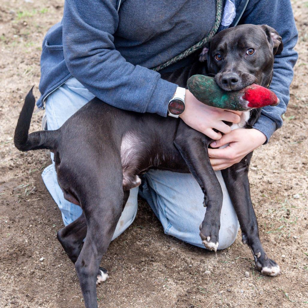 Enlarge Simon, a Adoptable Mixed Breed in Kennebunk, ME image 5/6