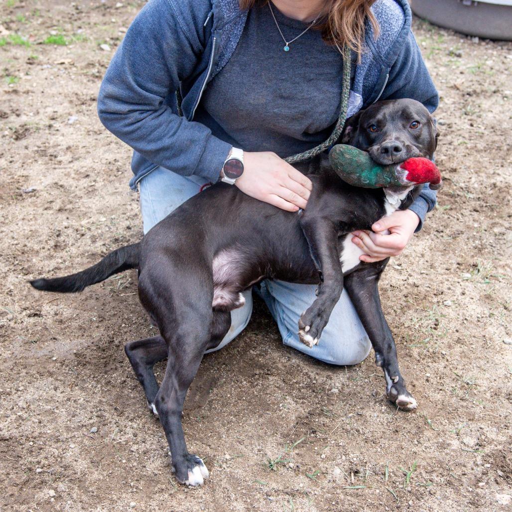 Enlarge Simon, a Adoptable Mixed Breed in Kennebunk, ME image 6/6