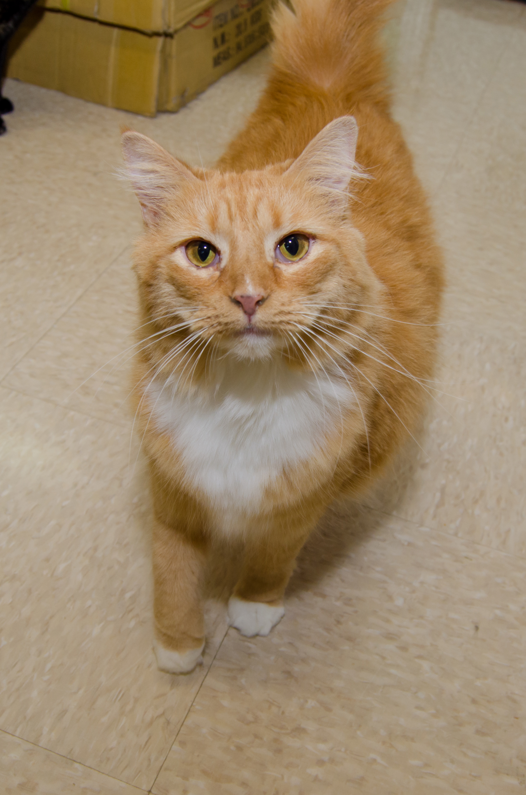 Cher, Adoptable, Adult Female Domestic Medium Hair.
