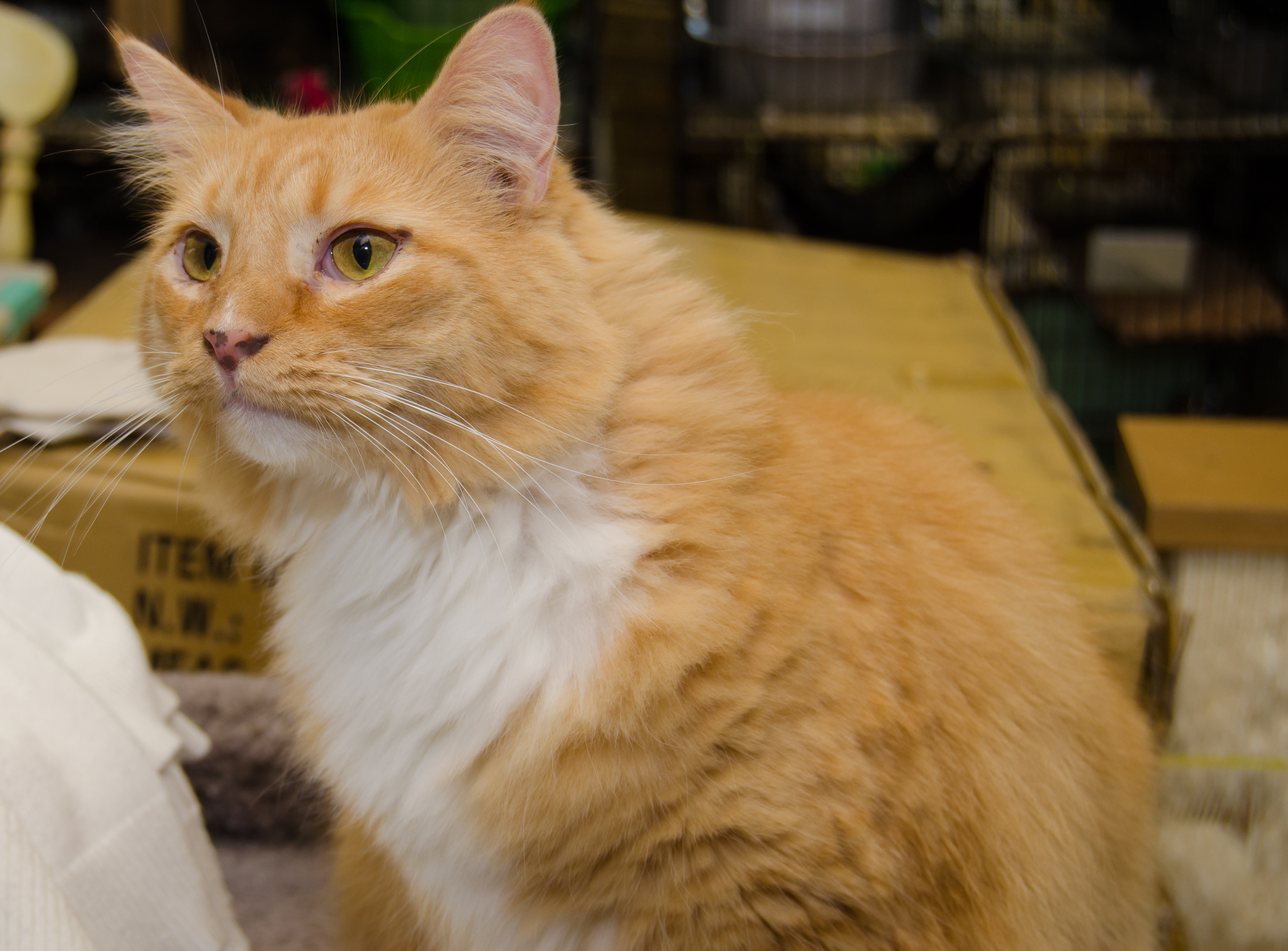 Cher, a Adoptable Domestic Medium Hair in Myrtle Beach, SC image 2/8