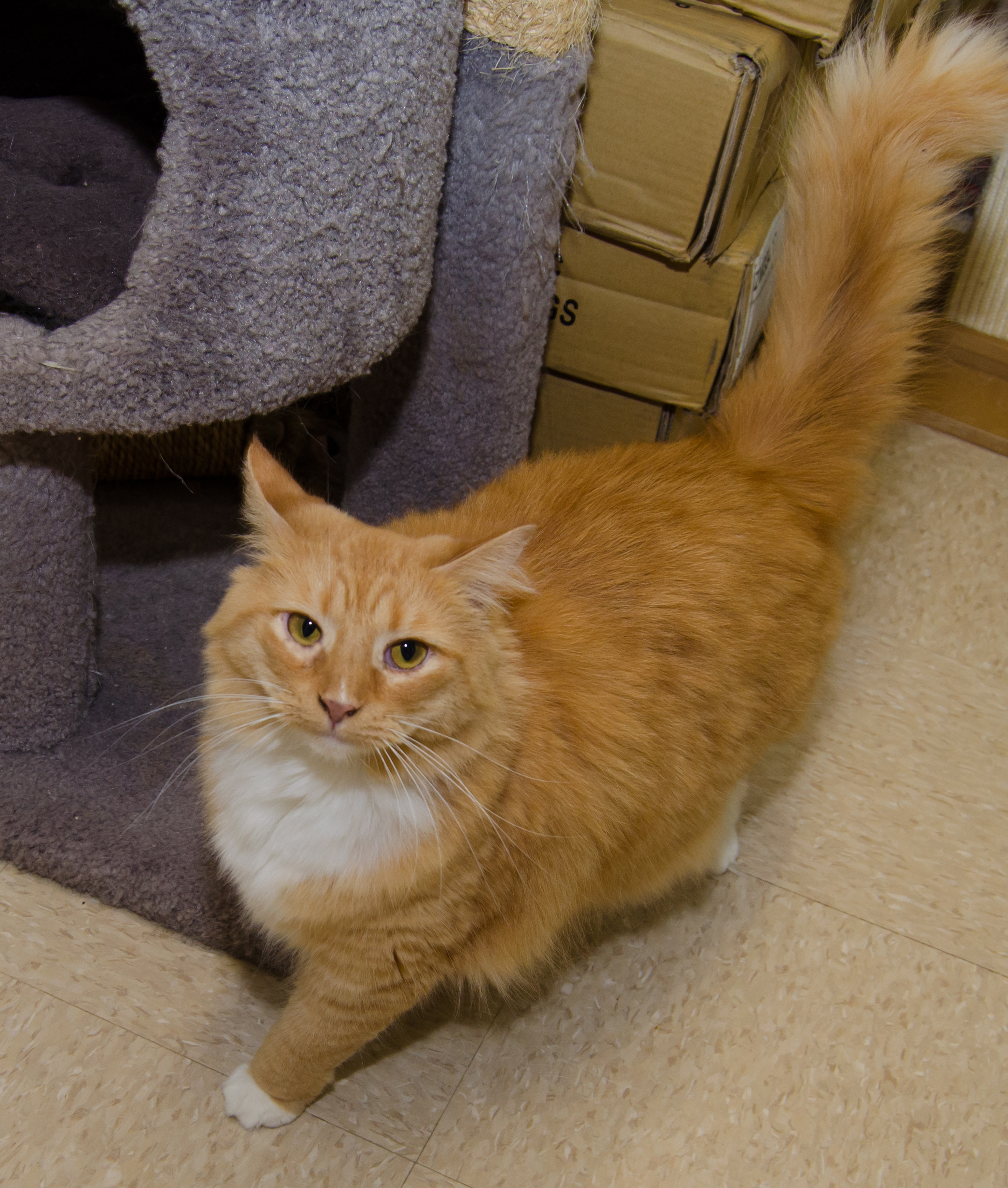 Cher, a Adoptable Domestic Medium Hair in Myrtle Beach, SC image 3/8