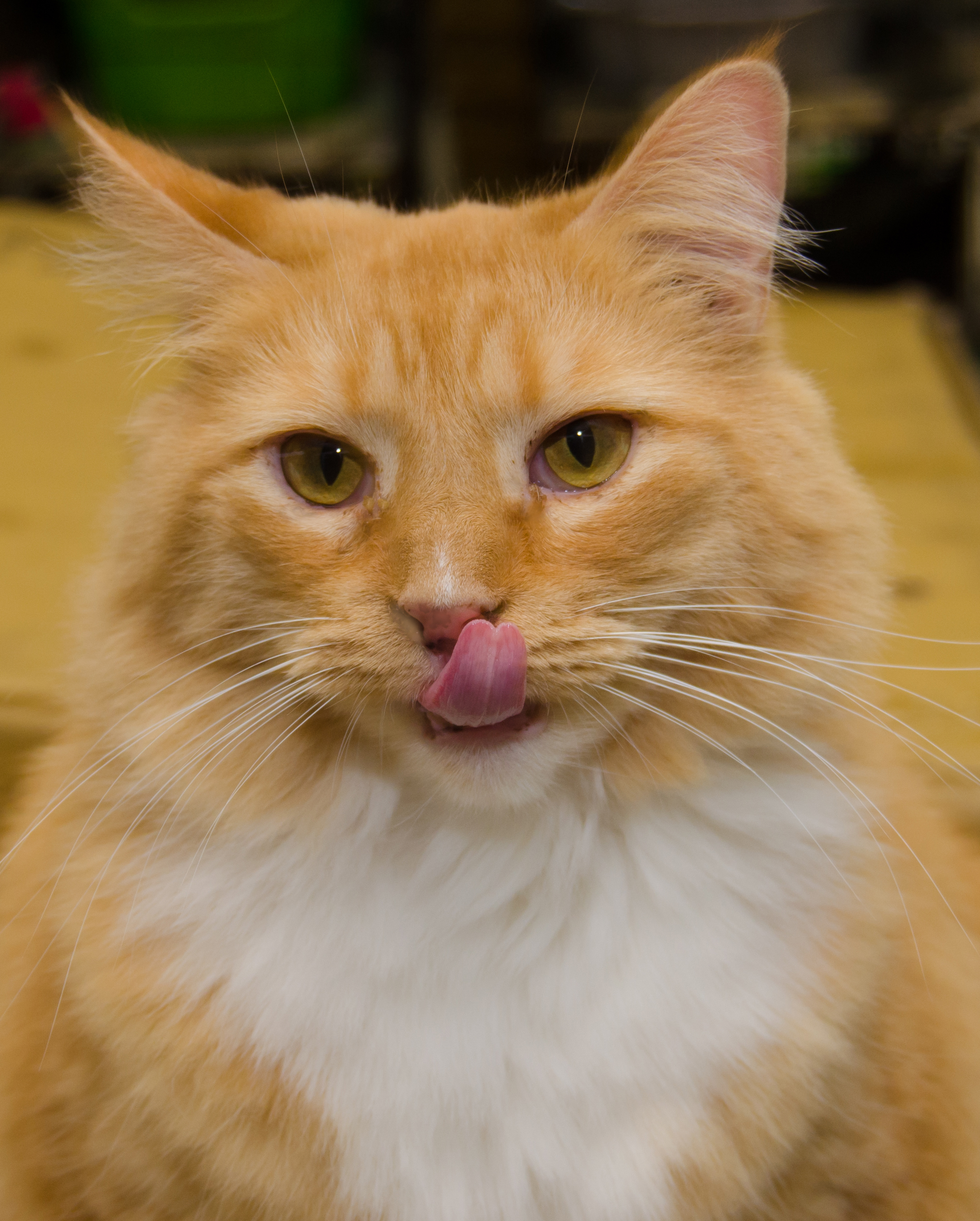 Cher, a Adoptable Domestic Medium Hair in Myrtle Beach, SC image 4/8