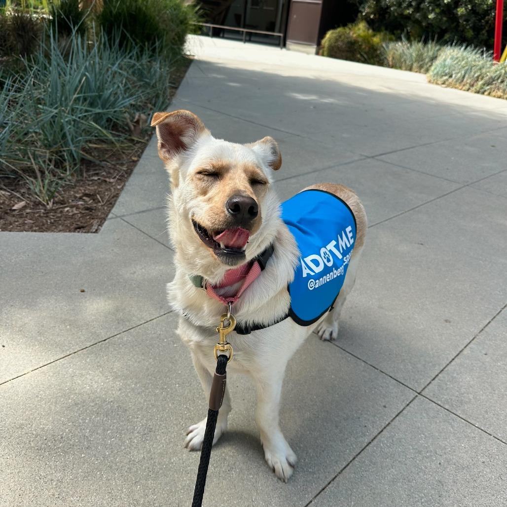 Gravy, a Adoptable Mixed Breed in Playa Vista, CA image 2/4