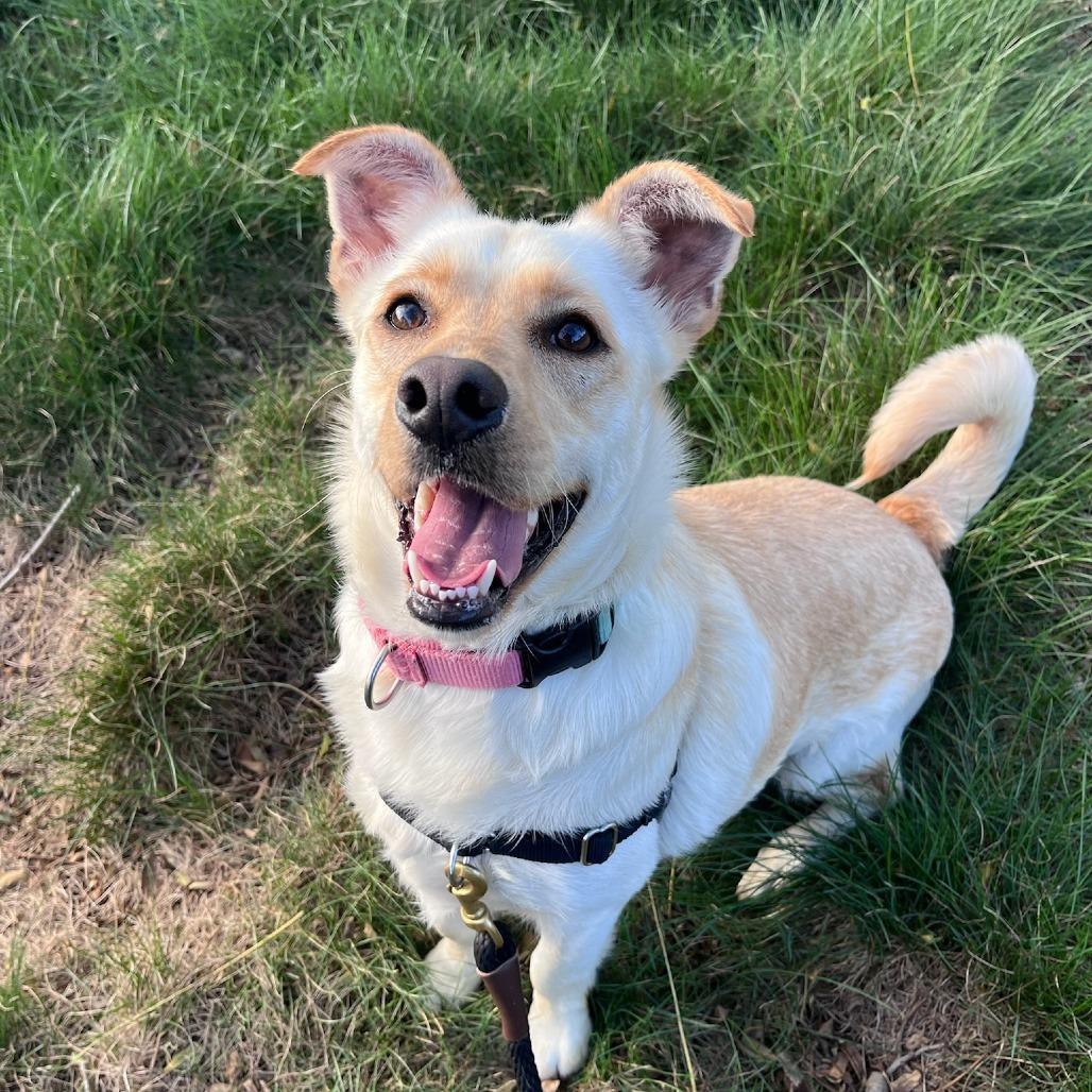 Gravy, a Adoptable Mixed Breed in Playa Vista, CA image 3/4