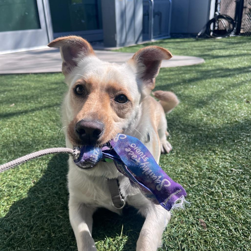 Gravy, a Adoptable Mixed Breed in Playa Vista, CA image 4/4