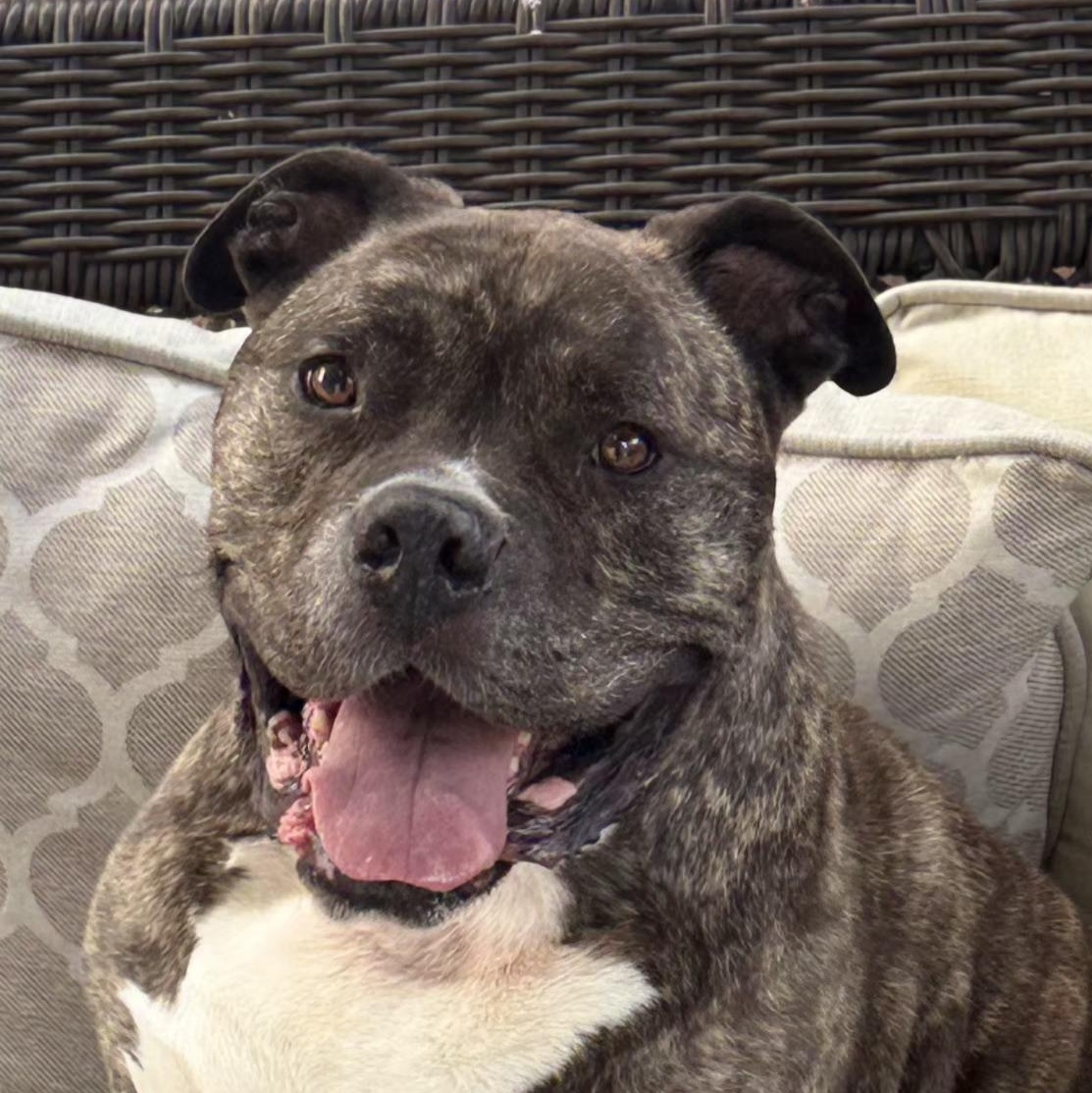 Gino, Adopted, Adult Male Mixed Breed.