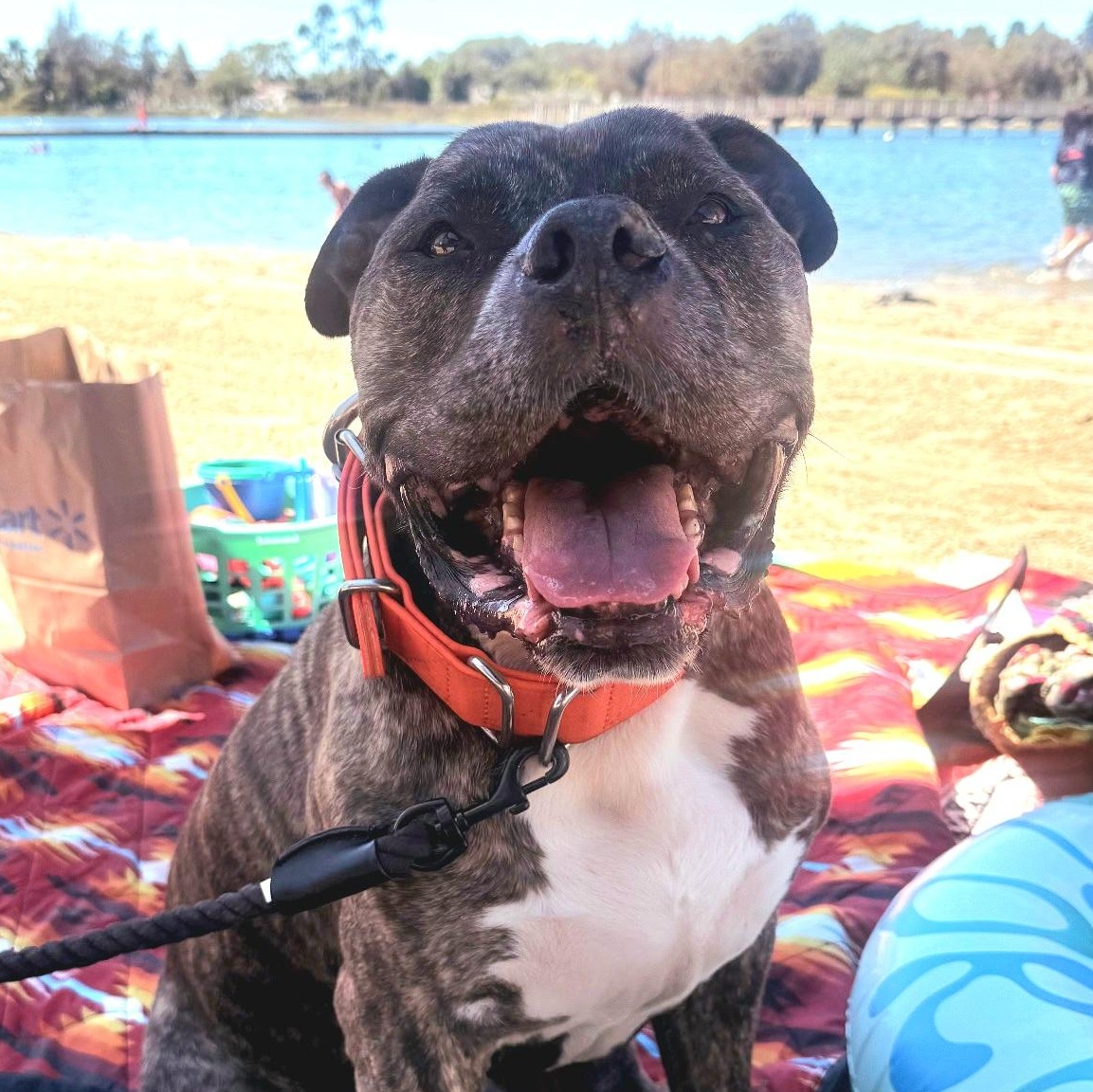 Enlarge Gino, a Adopted mixed breed in Whittier, CA image 2/6
