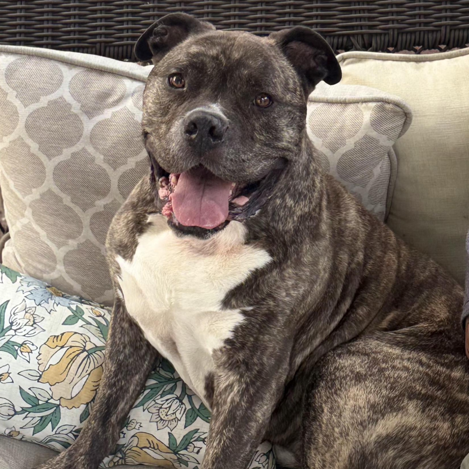 Enlarge Gino, a Adopted mixed breed in Whittier, CA image 4/6
