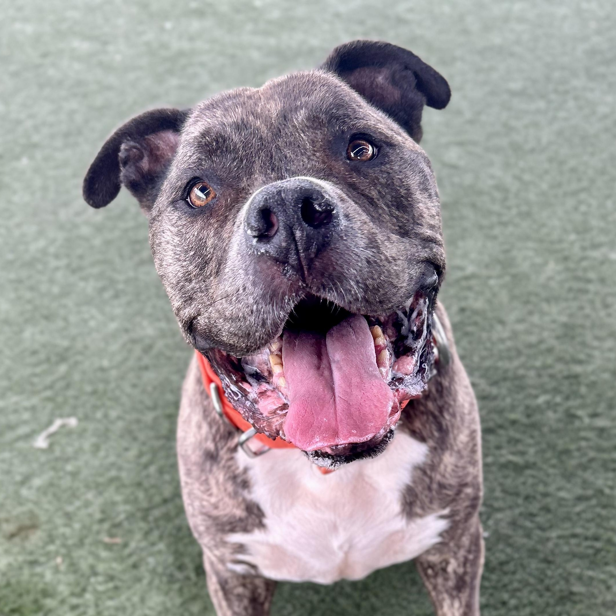 Enlarge Gino, a Adopted mixed breed in Whittier, CA image 5/6