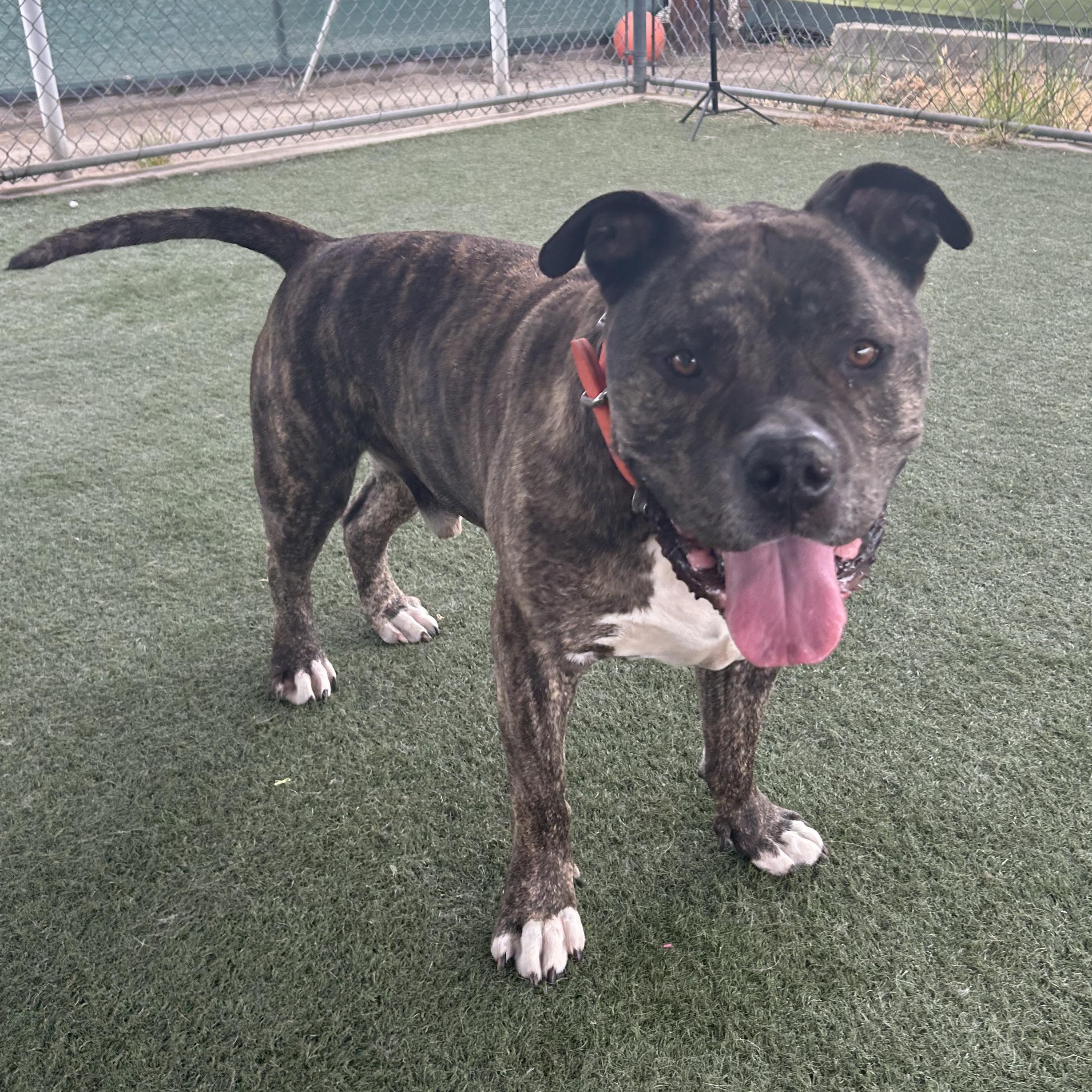 Enlarge Gino, a Adopted mixed breed in Whittier, CA image 6/6