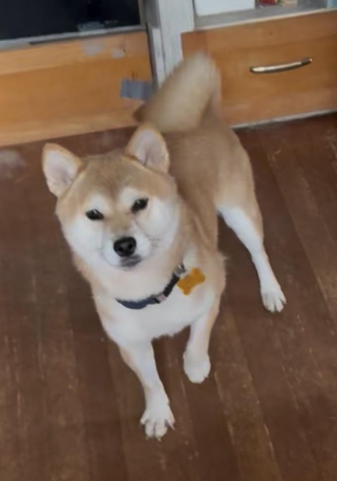 Sabrina, a Adopted Shiba Inu in Vancouver, BC image 1/6