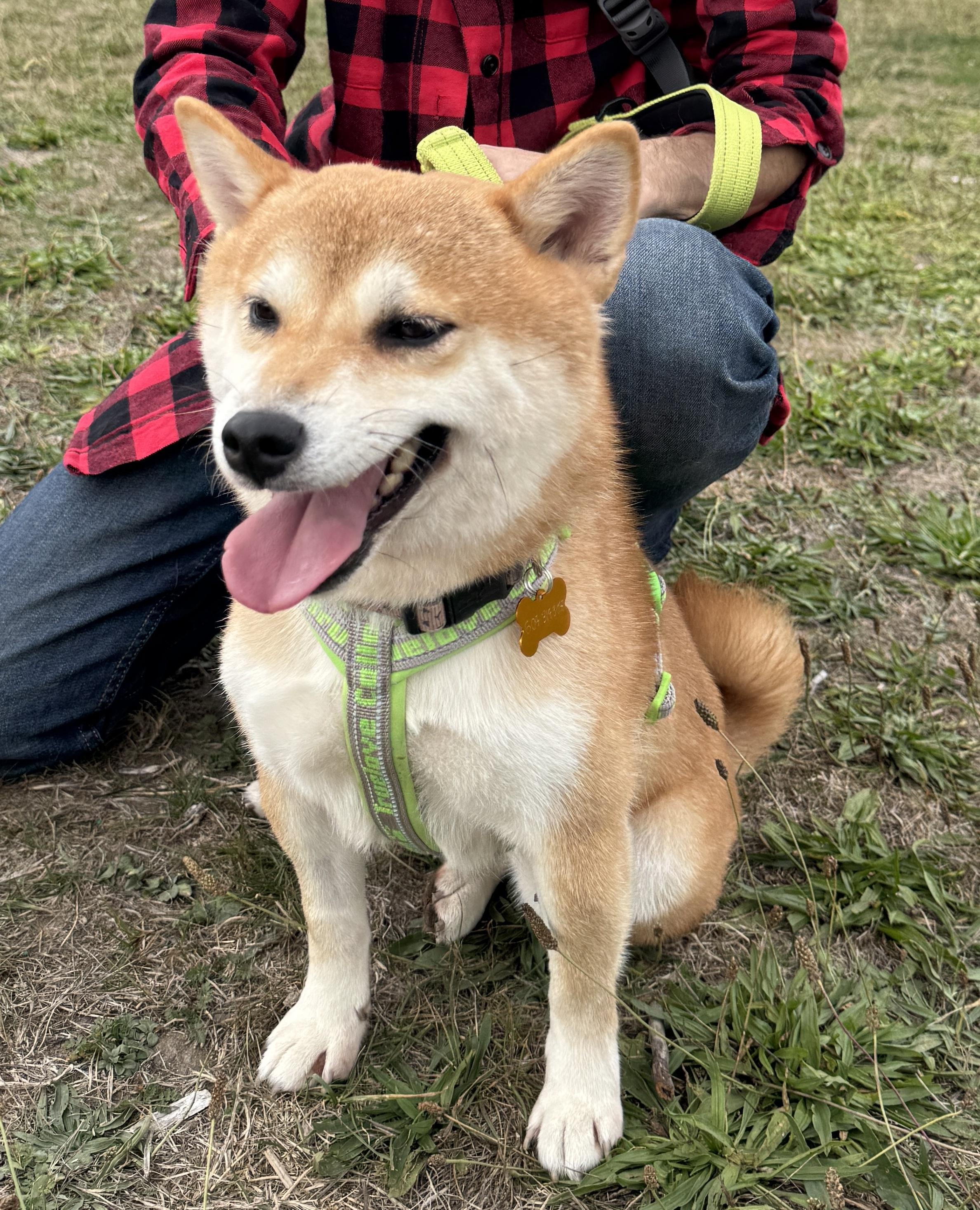 Sabrina, a Adopted Shiba Inu in Vancouver, BC image 2/6