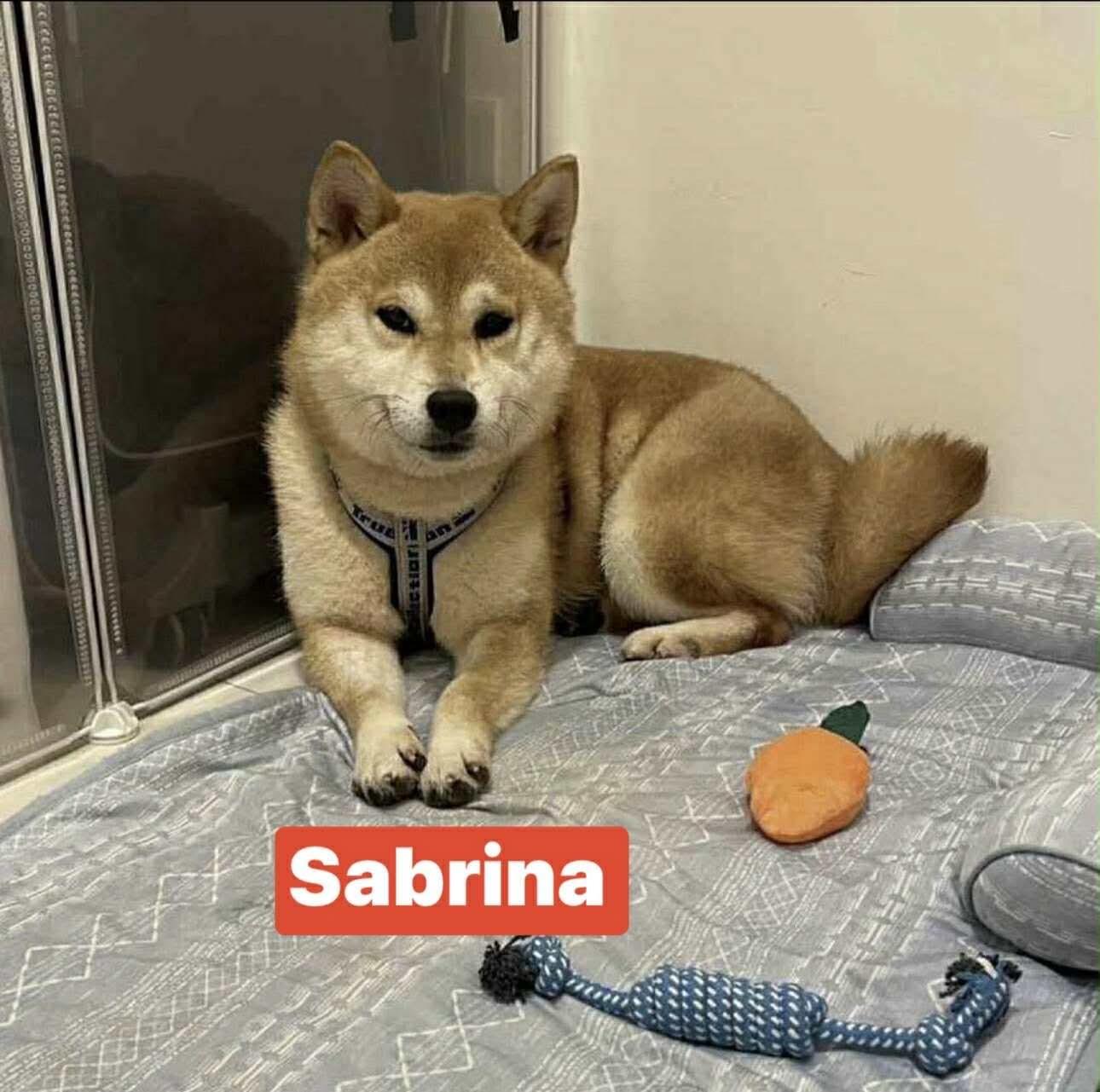 Sabrina, Adopted, Adult Female Shiba Inu.
