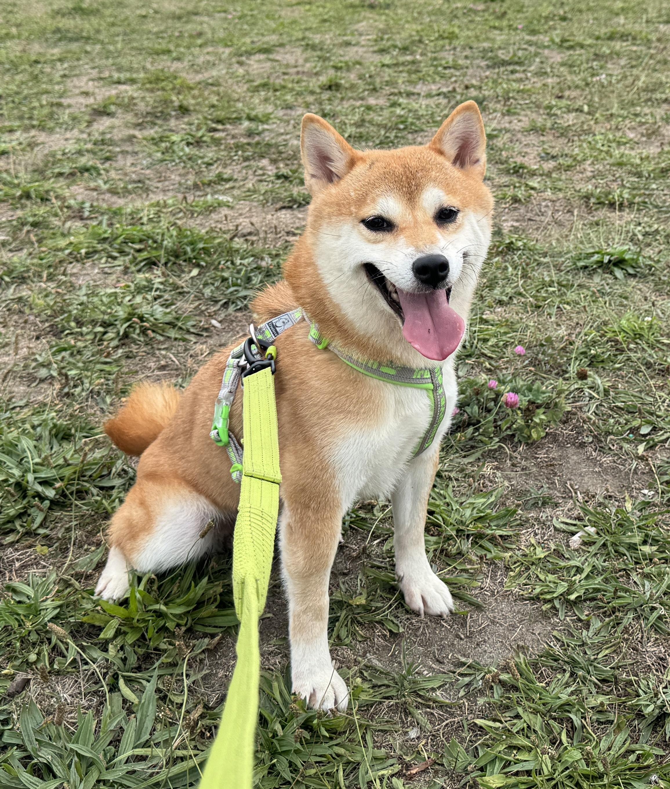 Sabrina, a Adopted Shiba Inu in Vancouver, BC image 4/6