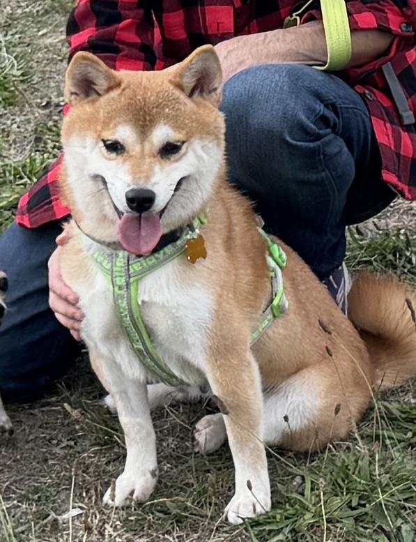 Sabrina, a Adopted Shiba Inu in Vancouver, BC image 5/6