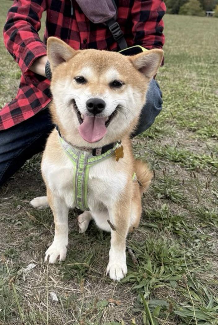 Sabrina, a Adopted Shiba Inu in Vancouver, BC image 6/6