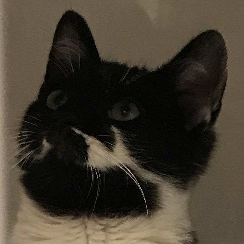 Enlarge Pepper, a Adoptable Domestic Short Hair in East Hanover, NJ image 1/3