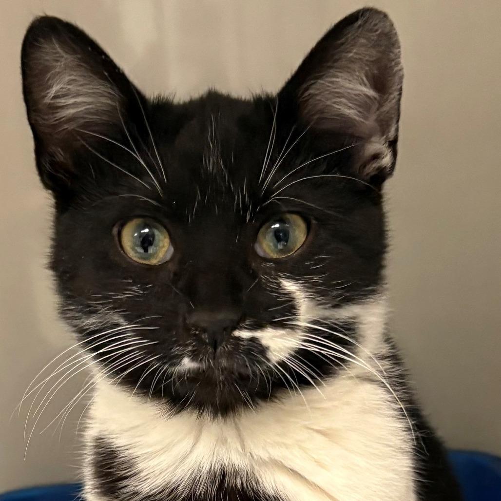 Enlarge Pepper, a Adoptable Domestic Short Hair in East Hanover, NJ image 2/3