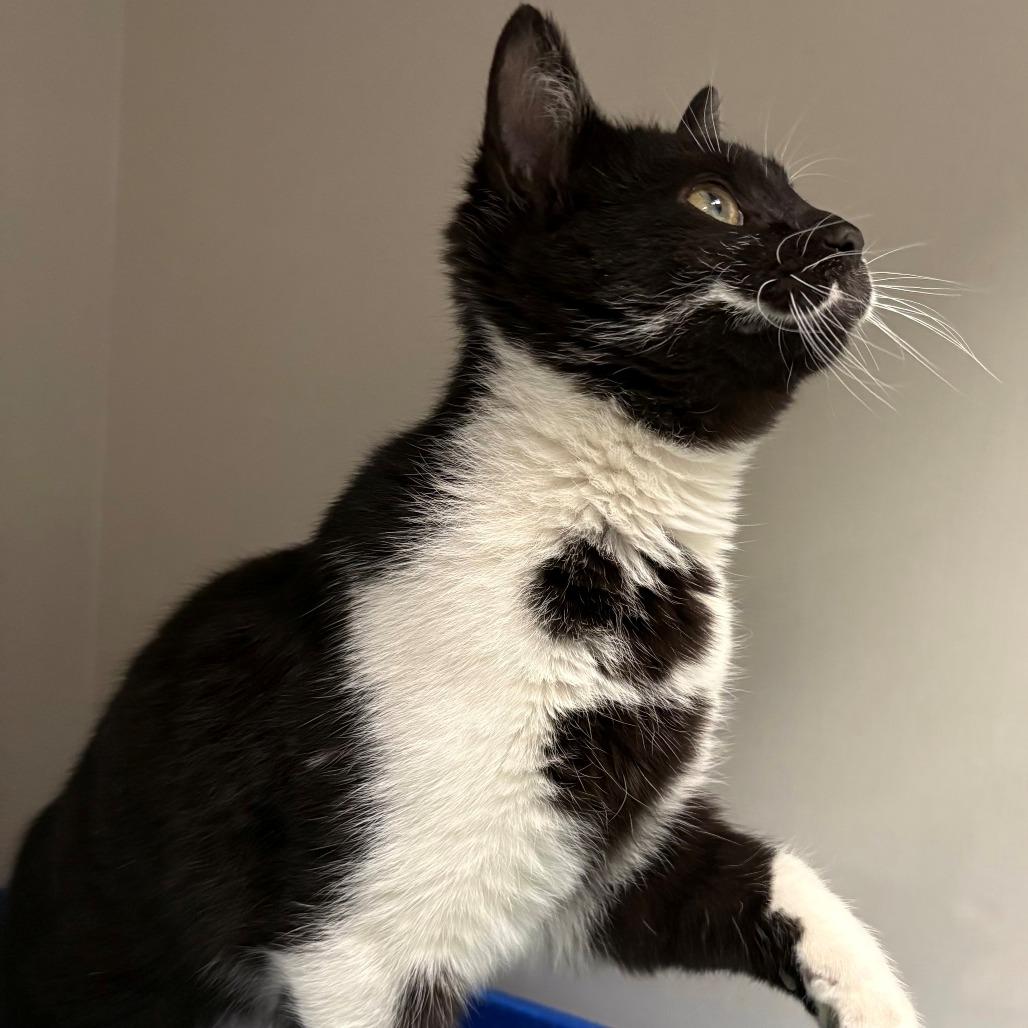 Enlarge Pepper, a Adoptable Domestic Short Hair in East Hanover, NJ image 3/3