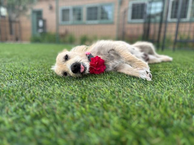 Enlarge Dorothy, a Adoptable mixed breed in Agoura Hills, CA image 2/4