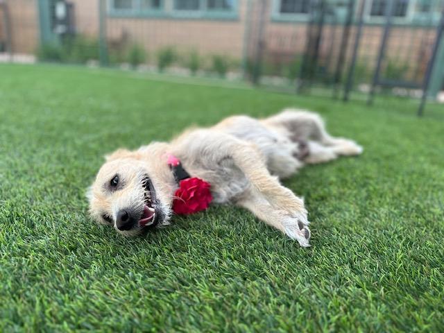 Enlarge Dorothy, a Adoptable mixed breed in Agoura Hills, CA image 3/4