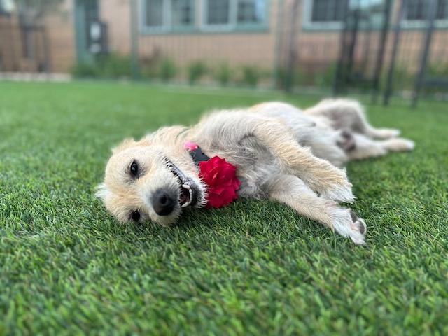 Enlarge Dorothy, a Adoptable mixed breed in Agoura Hills, CA image 4/4